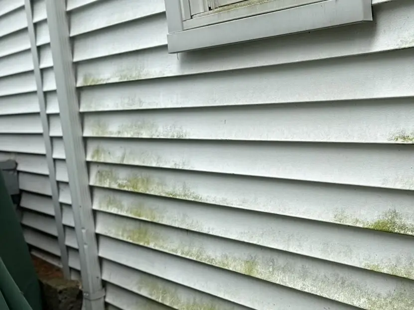White vinyl lap siding running with dirt and algae streaks before a soft wash